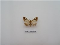 藏品(尺蛾170)的圖片